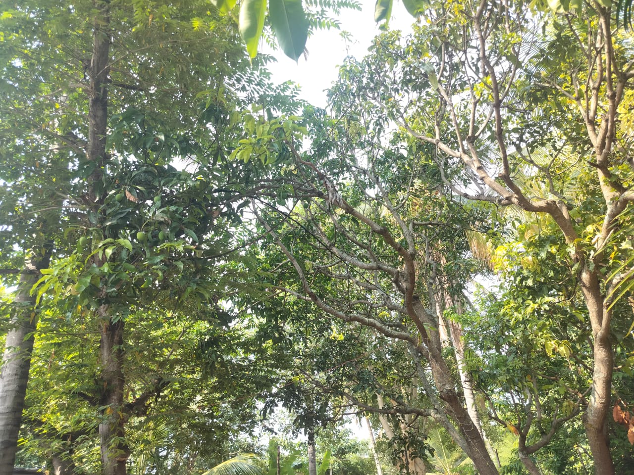 Nature view near homestay